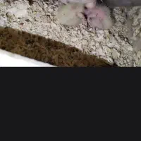 جوجه عروس هلندی لوتیتو سرلاکی تک و تعداد