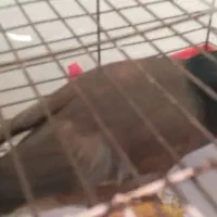 مرغ مینا آموزش داده