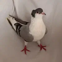 کفتر کاکل بسر