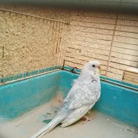 مرغ عشق ماده