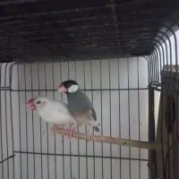 فنچ