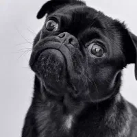 سگ نژاد پاگ pug|سگ|فردیس, فردیس|دیوار