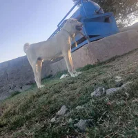 سگ عراقی