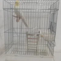 عروس هلندی نر 3ساله