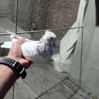 کفتر نره ماده
