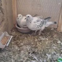 نروماده شامی|پرنده|تربت‌حیدریه, کلاته توکلی|دیوار