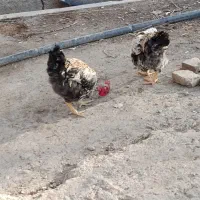 خروس محلی|حیوانات مزرعه|محمدشهر, کوی بهار|دیوار