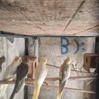 پرنده