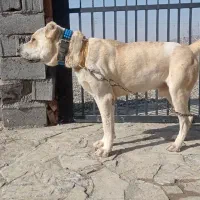 سگ گله|سگ|تربت‌حیدریه, حاجی یار‎|دیوار