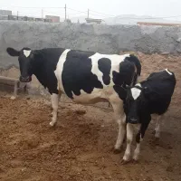 گاو و گوساله