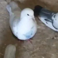 نره|پرنده|سردرود, |دیوار