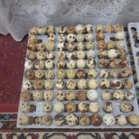 تخم بلدرچین  خوراکی|حیوانات مزرعه|یزد, |دیوار