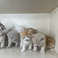 تعدادی بچه گربه شناسنامه دار و نژاد دار