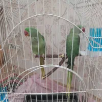 دوعدد طوطی اسکندر(شاه طوطی)