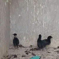 مرغ و جوجه اصیل