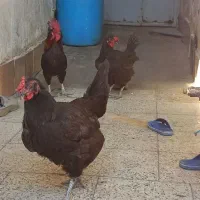 مرغ و خروس  سرحال