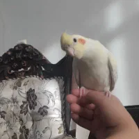 جوجه عروس هلندی نژاد لوتینو|پرنده|گرمسار, |دیوار