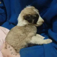 واگذاری سگ|سگ|آبیک, |دیوار