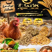 خوراک دان مرغ بومی وصنعتی