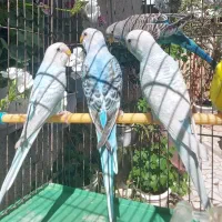 مرغ عشق آماده مست و جفت