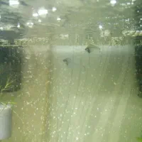 ماهی گلس فیش|ماهی|قم, اسمعیل آباد|دیوار