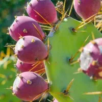 اپونیتای بنفش|آرایشی، بهداشتی، درمانی|بیرجند, |دیوار