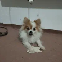 سگ پامرانین