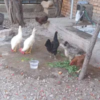 مرغ و خروس محلی