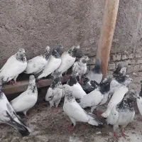 تیدی|پرنده|دزفول, |دیوار