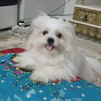 سگ بسیار آروم و بامزه|سگ|رشت, دیلمان|دیوار