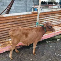 فروشدوراس گوساله سرابی اصل|حیوانات مزرعه|حویق, |دیوار