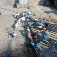 دسته ۳۰تایی