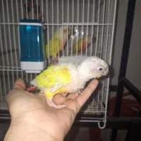 جوجه ردچیک سرلاکی یک ماهه