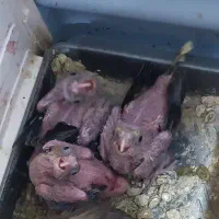 جوجه عروس هلندی