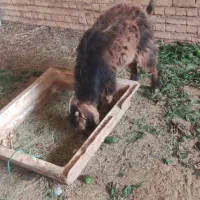 بز  تنها|حیوانات مزرعه|یزد, |دیوار