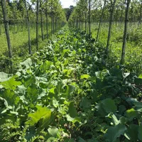 جشنواره نیم هکتارملو پلاک۲۶۰ گلبهار ۶۰ میلیون تمام