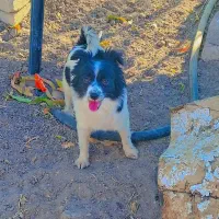 واگذاری سگ پاکوتاه|سگ|هشتگرد, هشتگرد قدیم|دیوار