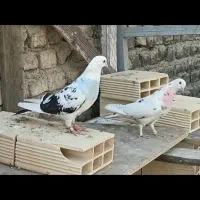 کفتر