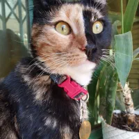 گربه واگذاری به خانواده باغ دار