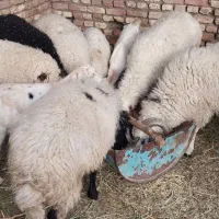 فروش 7 عدد گوسفند نر