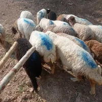 مقداری گوسفند میش و بره|حیوانات مزرعه|اندیمشک, |دیوار