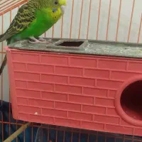 مرغ عشق مولد