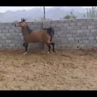 کره مادیان دره شوری درجه یک