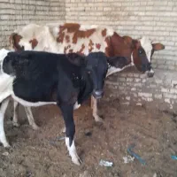 گاو با گوساله ماده