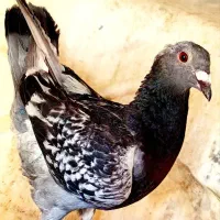 کفتر طوقی و پولکی