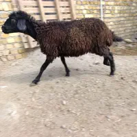 بره 25 کیلو چاق و چله