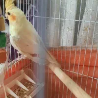 دو عدد عروس هلندی نر آماده یادگیری سخنگو شدن