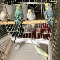 عروس هلندی ‌مرغ عشق