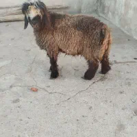 یک راس بره ماده