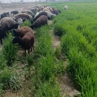 گوسفند زنده